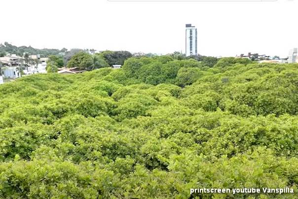 Najveće stablo indijskog oraha