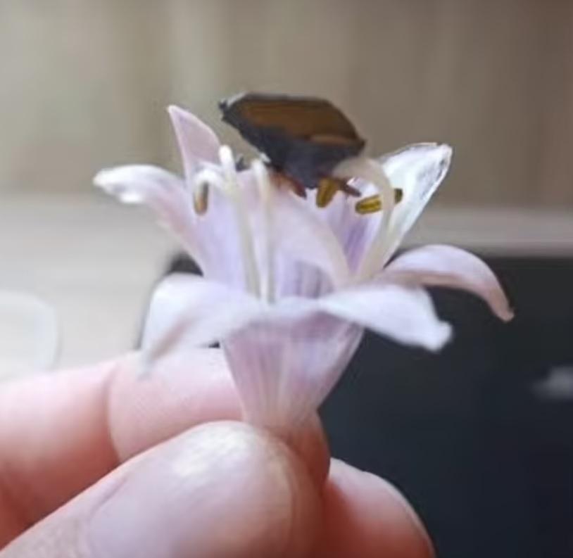 vanzemaljska krhotina  cvetu