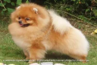 Pomeranian pas
