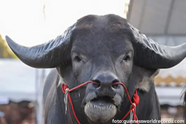 najviši živi vodeni bivol