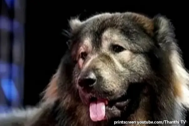 najskuplji pas na svetu