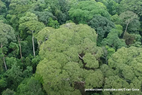 Dipteryx oleifera drvo grom