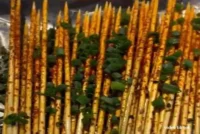 drveni ražnjici bez mesa