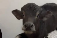 tele bivol ljubimac1