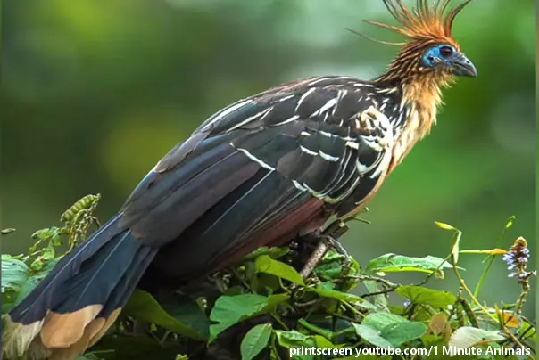 Hoacin najsmrdljivija ptica