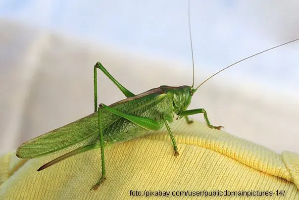 Ilustracija običan mali skakavac