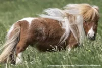 Pumukel najniži konj na svetu