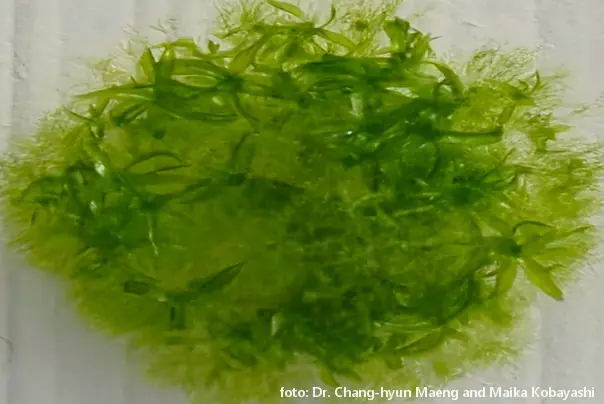 mahovina koja je preživela otvoren svemir