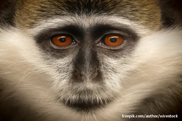 majmunske oči