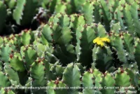 Euphorbia_resinifera