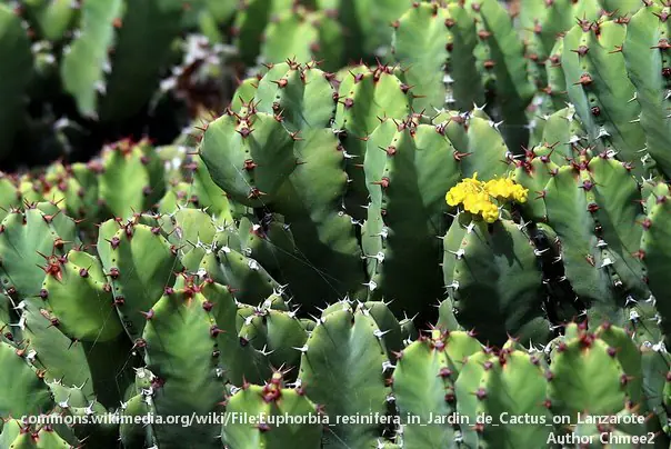 Ovo je NAJLJUĆE PRIRODNO JEDINJENJE na svetu!