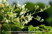 Moringa BILJKA