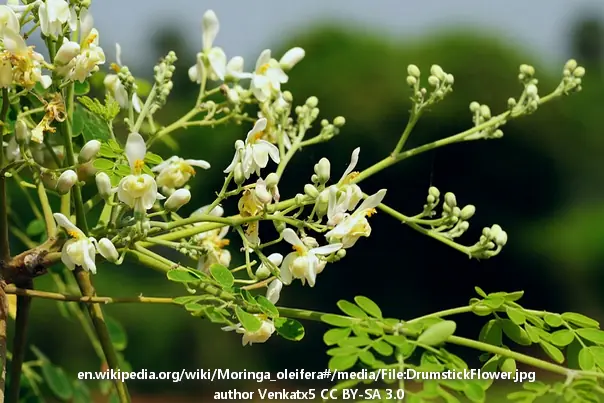 Moringa BILJKA