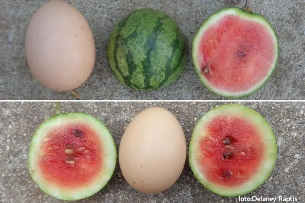 mini lubenice veličine jaja