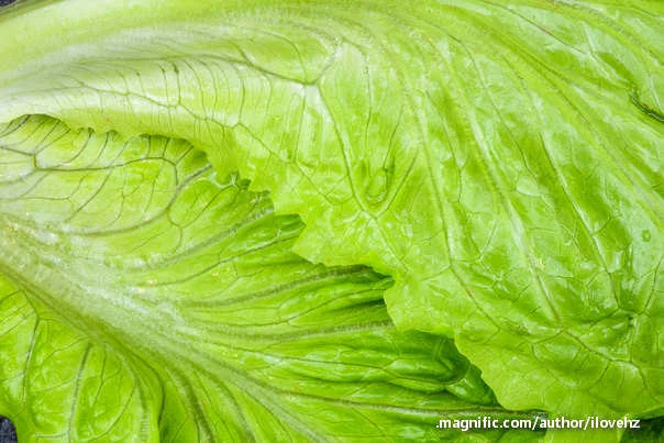 salata listovi
