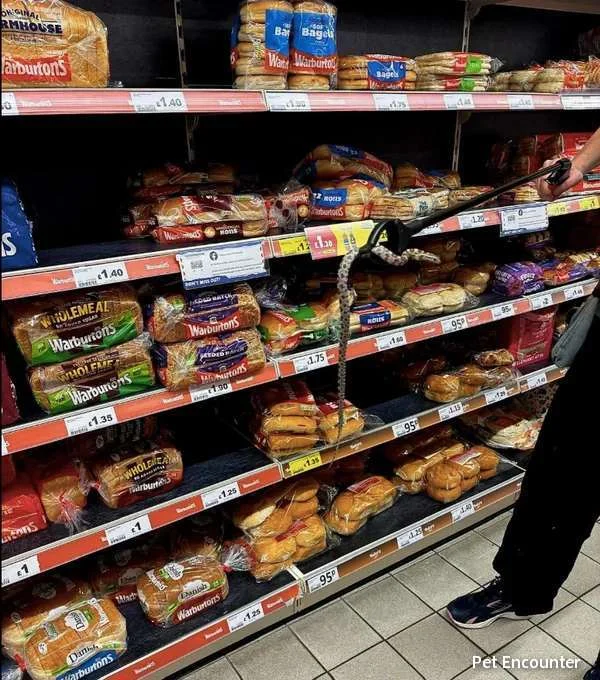 zmija među hlebom u prodavnici